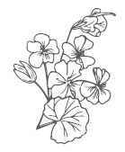 Pelargonium sidoides